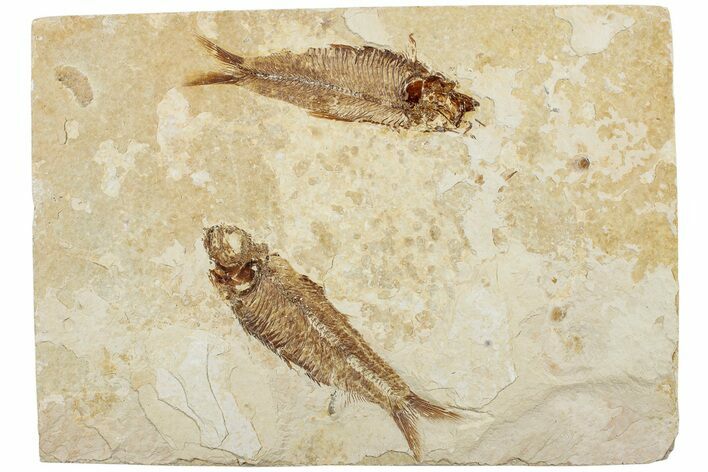 Two Detailed Fossil Fish (Knightia) - Wyoming #234217